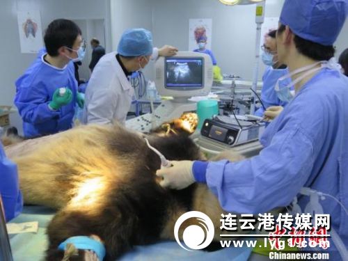 杭州大熊猫“成就”术后第12天身体虚弱仍在危险期