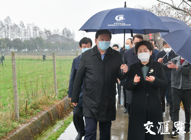 娄勤俭书记深入常州西夏墅镇东南村田间地头，详细了解农业生产情况。肖勇/摄