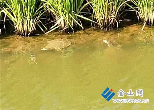 QQ截图20200520094113_副本
