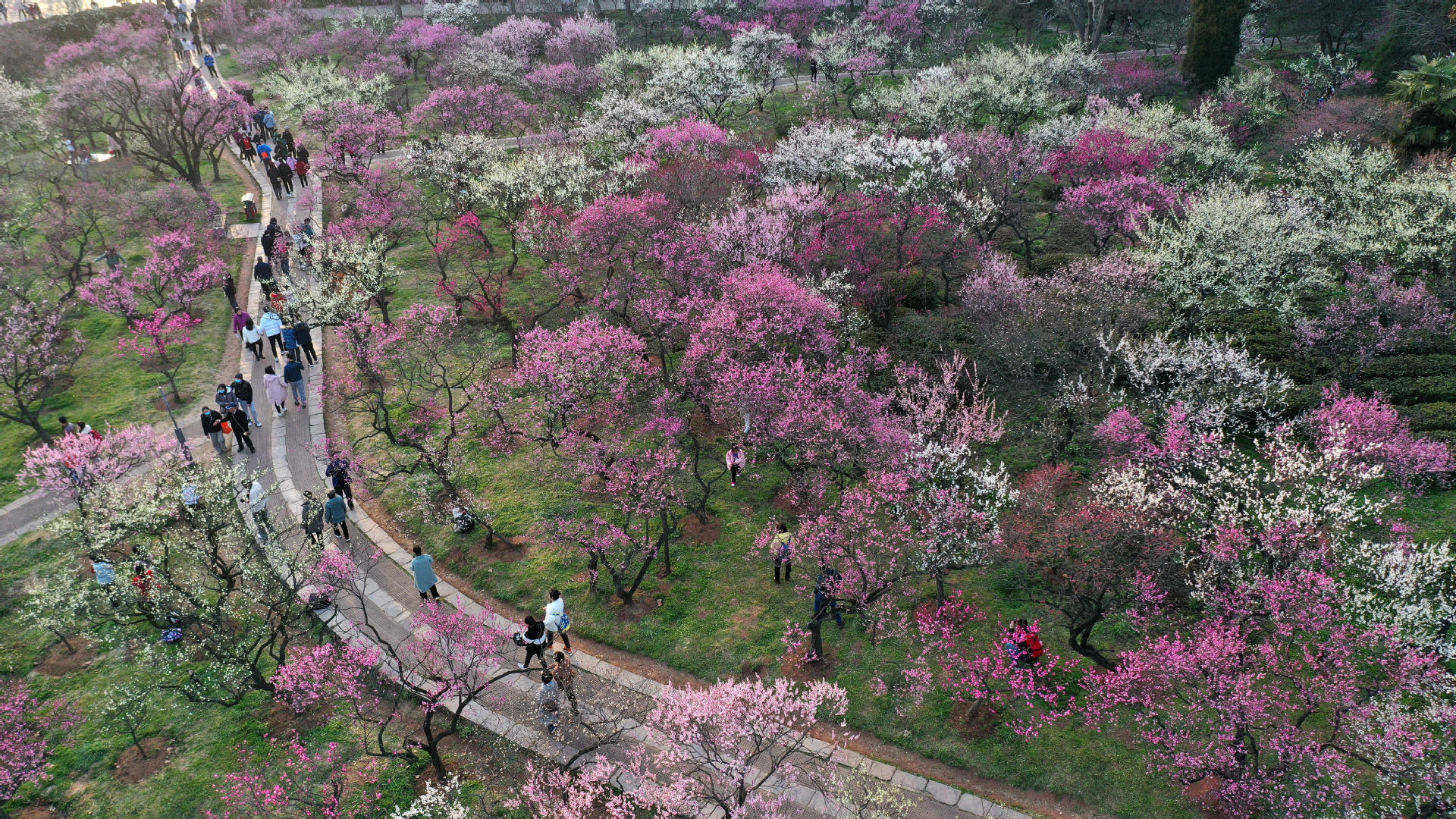 2021年2月16日，南京市，梅花山的数万株梅花进入盛花期，吸引市民和游客前来观赏。 杨素平 摄