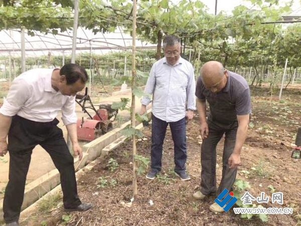 赵亚夫指导农户用醋糟改良葡萄种植土壤。 周迎 摄