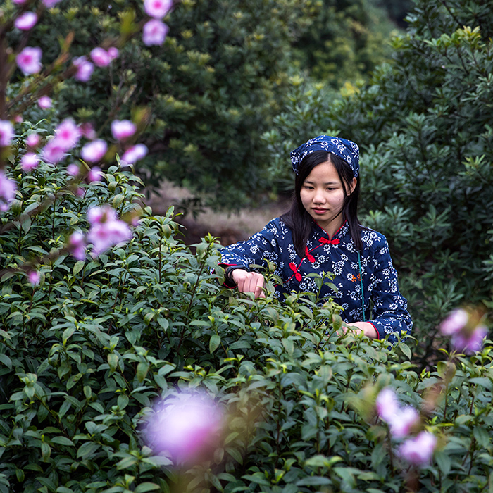 纯手工采摘茶嫩芽