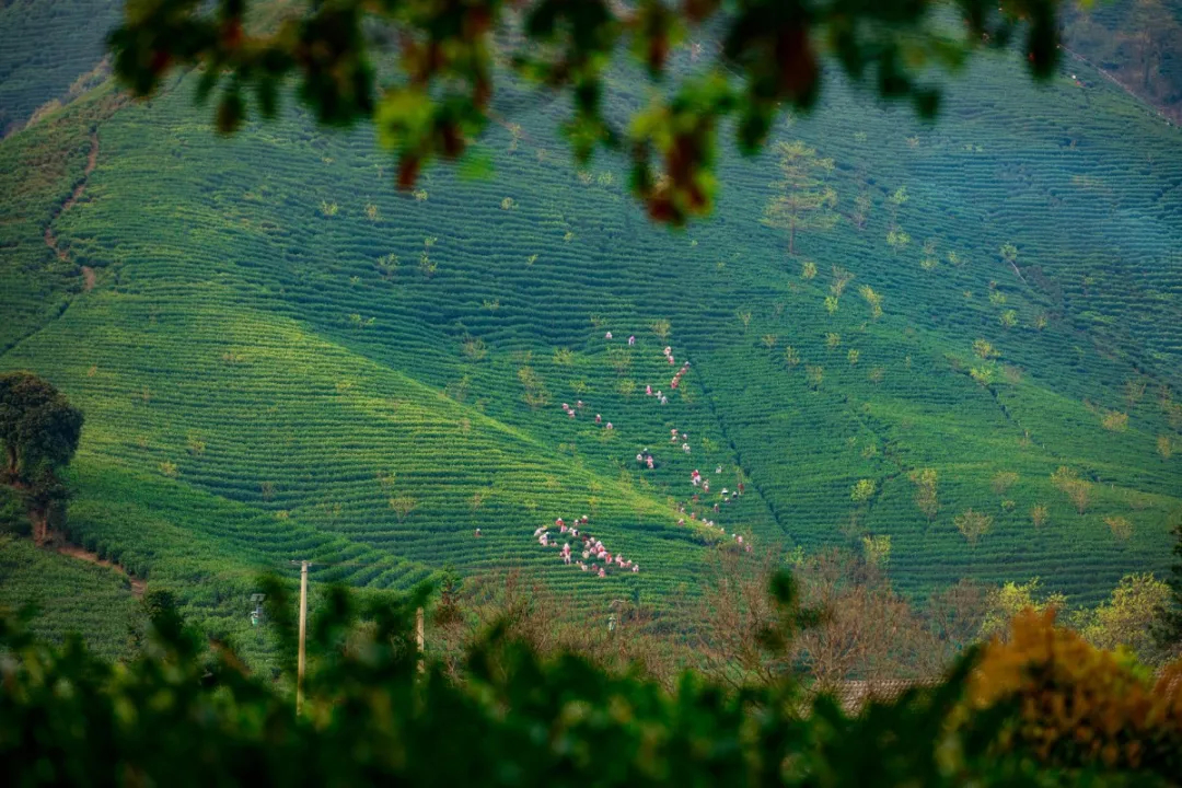 371617690182_.pic_hd.jpg 图片