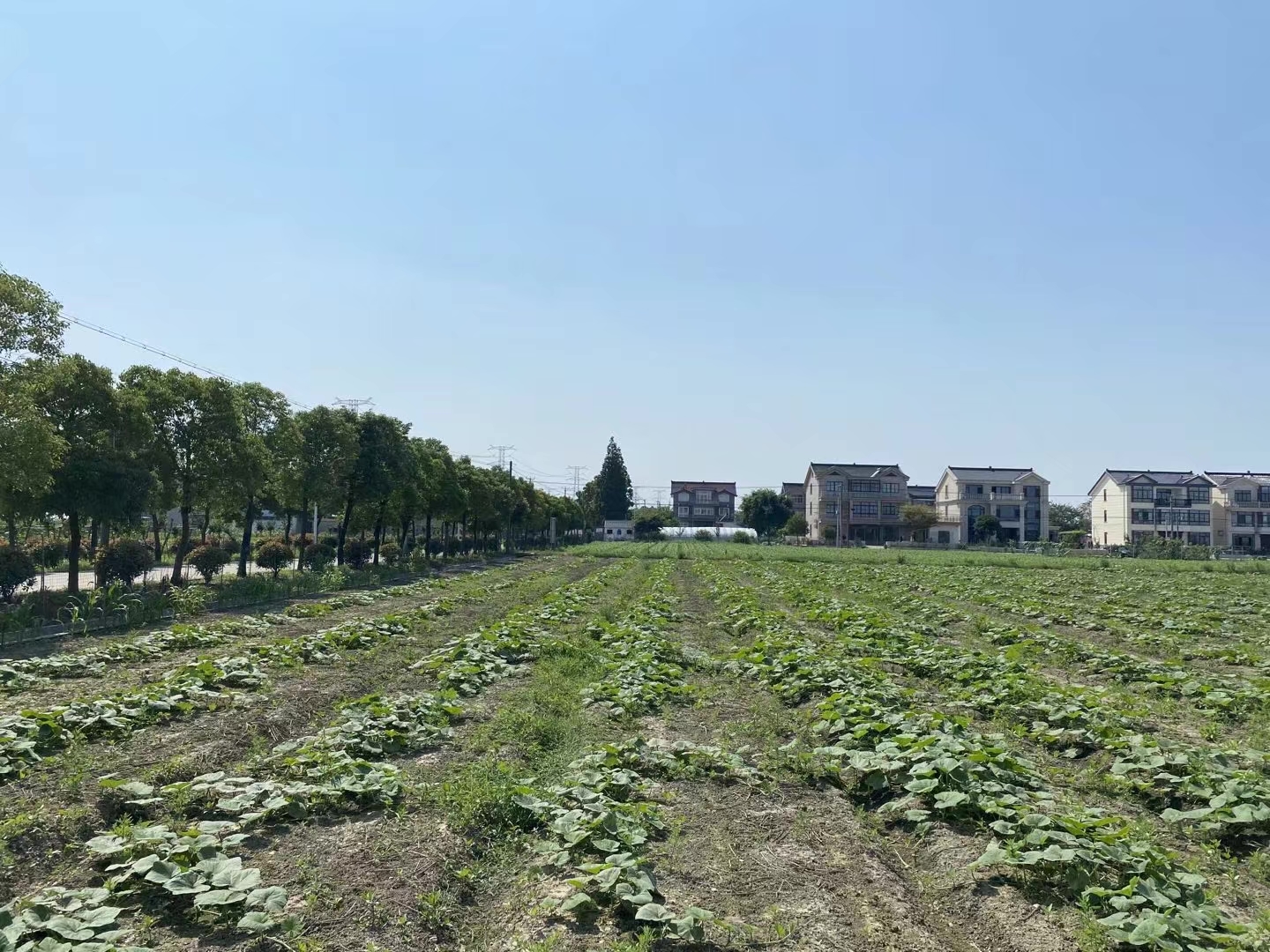 这是常熟市碧溪街道龙桥村农民陶建平的菜地，他承包了158亩土地，用于种植大豆、菠菜、玉米等农作物。在亚夫科技服务常熟工作站揭牌成立当天，陶建平就赶到现场向工作站站长徐海请教问题。
