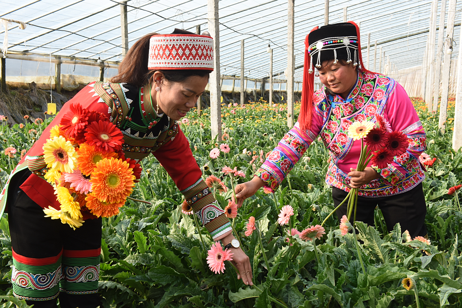 少数民族妇女采花     张正友摄