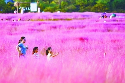 江宁区汤山矿坑公园的阡陌花海景区内，成片的粉黛乱子草迎风绽放，像云雾一样梦幻，吸引众多游客前来打卡。 南报融媒体记者 冯芃摄