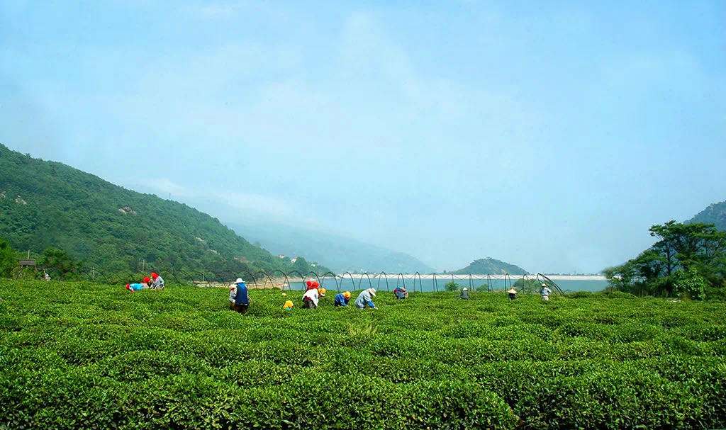 村民在采摘茶叶 宋歌摄