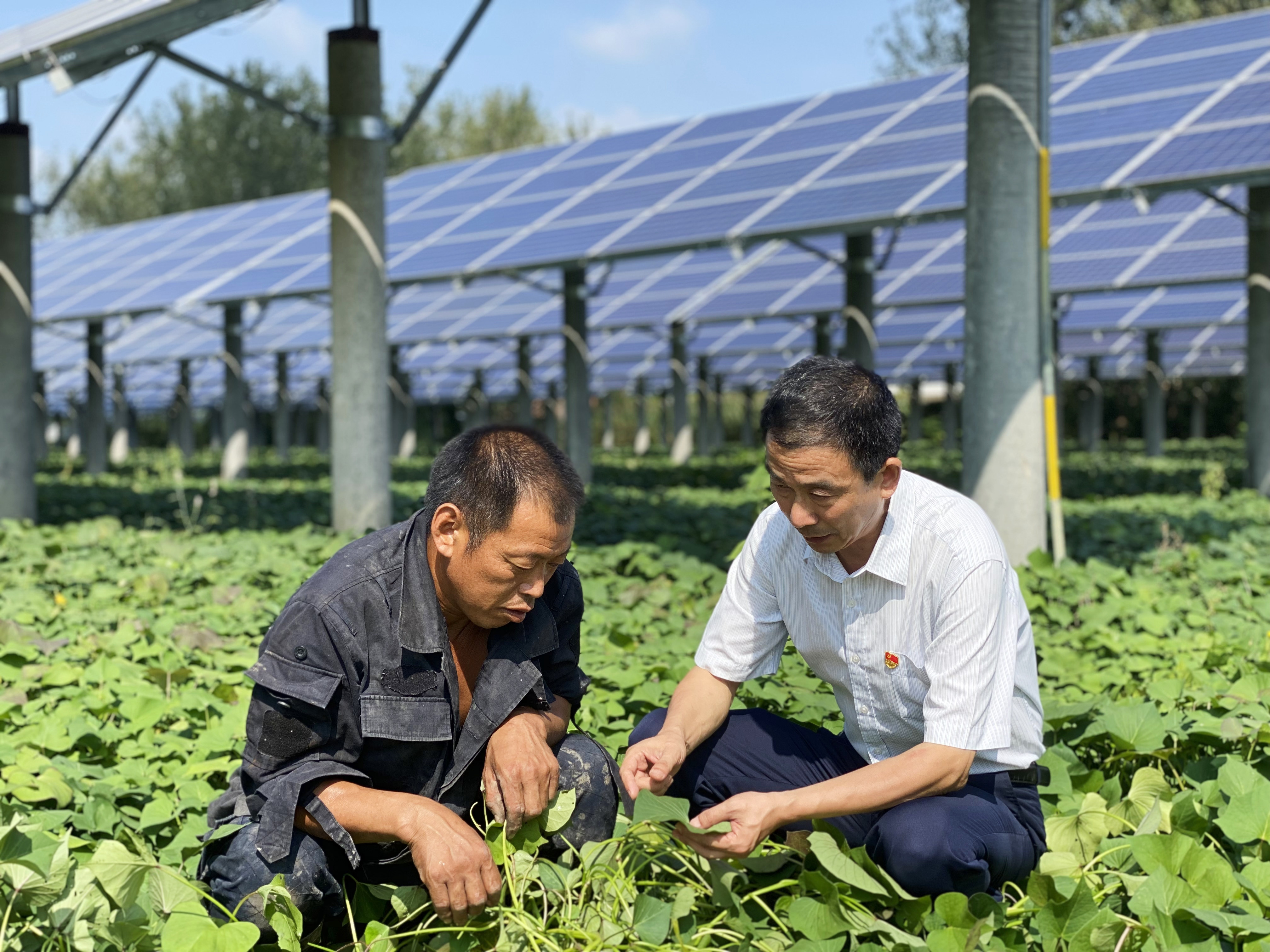 刘敏捷(右)指导农户防治病虫害