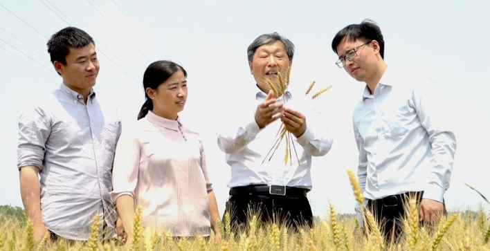 张洪程（右二）团队在试验田观察小麦长势
