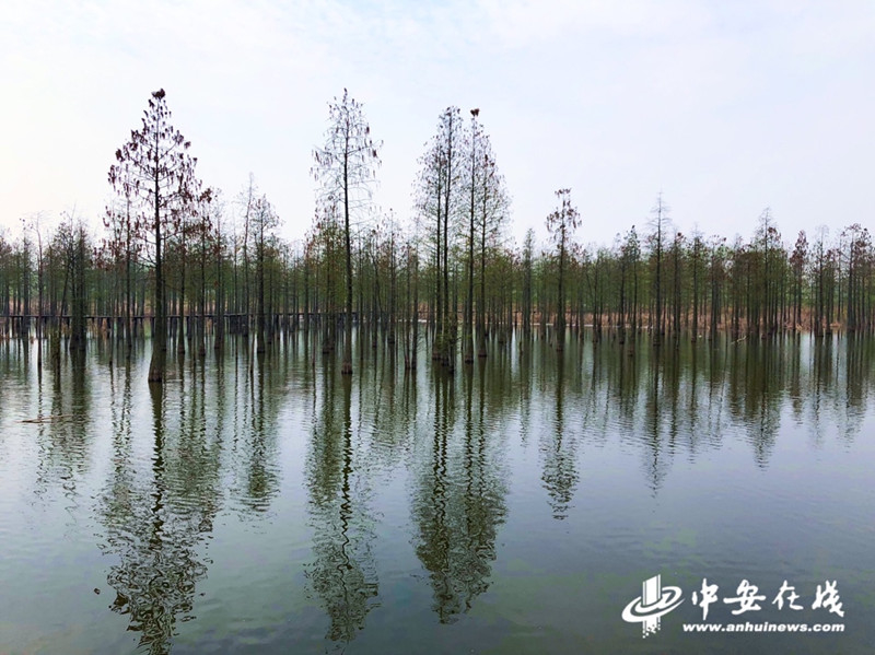 池杉湖湿地公园。图片来源：中安在线