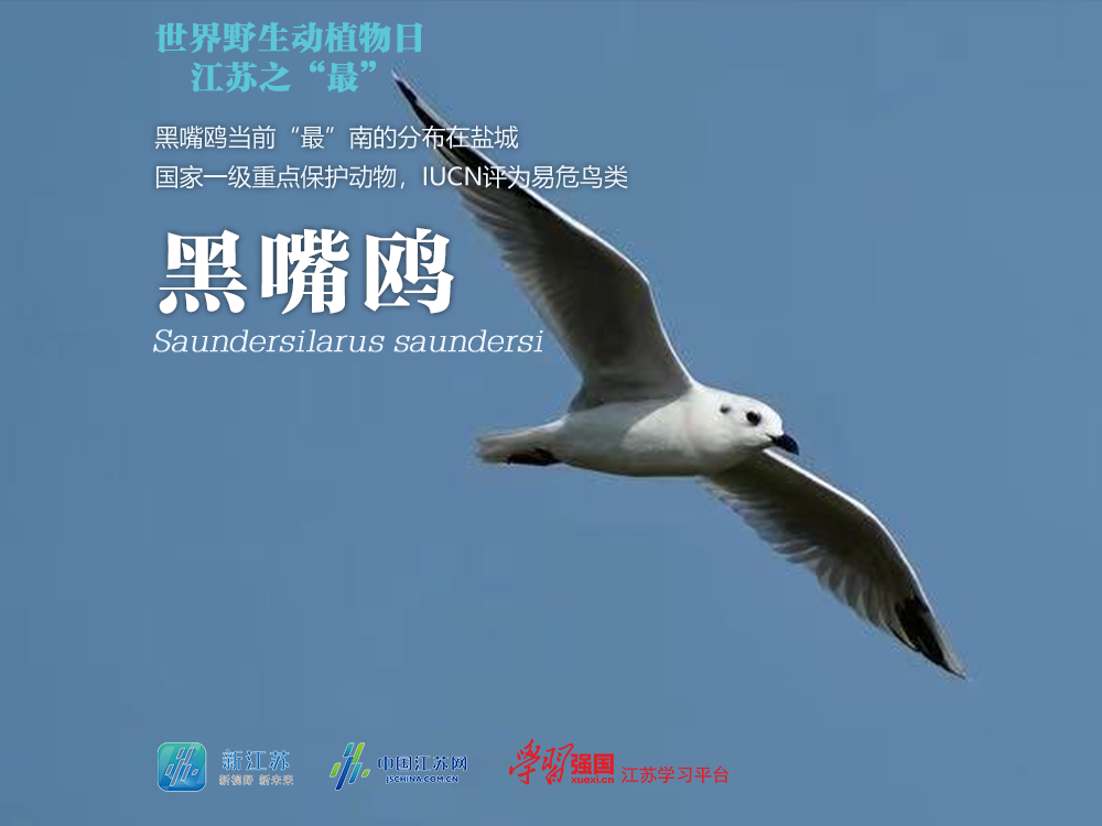 图源：懂鸟，摄影者Flanker