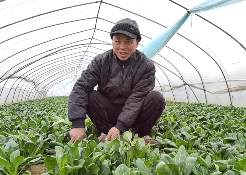 温良根在自家的大棚里采摘青菜