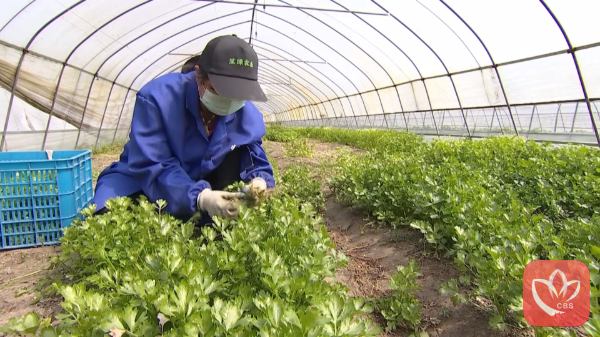 蔬菜基地工人正在对当天的订单蔬菜进行挑选。