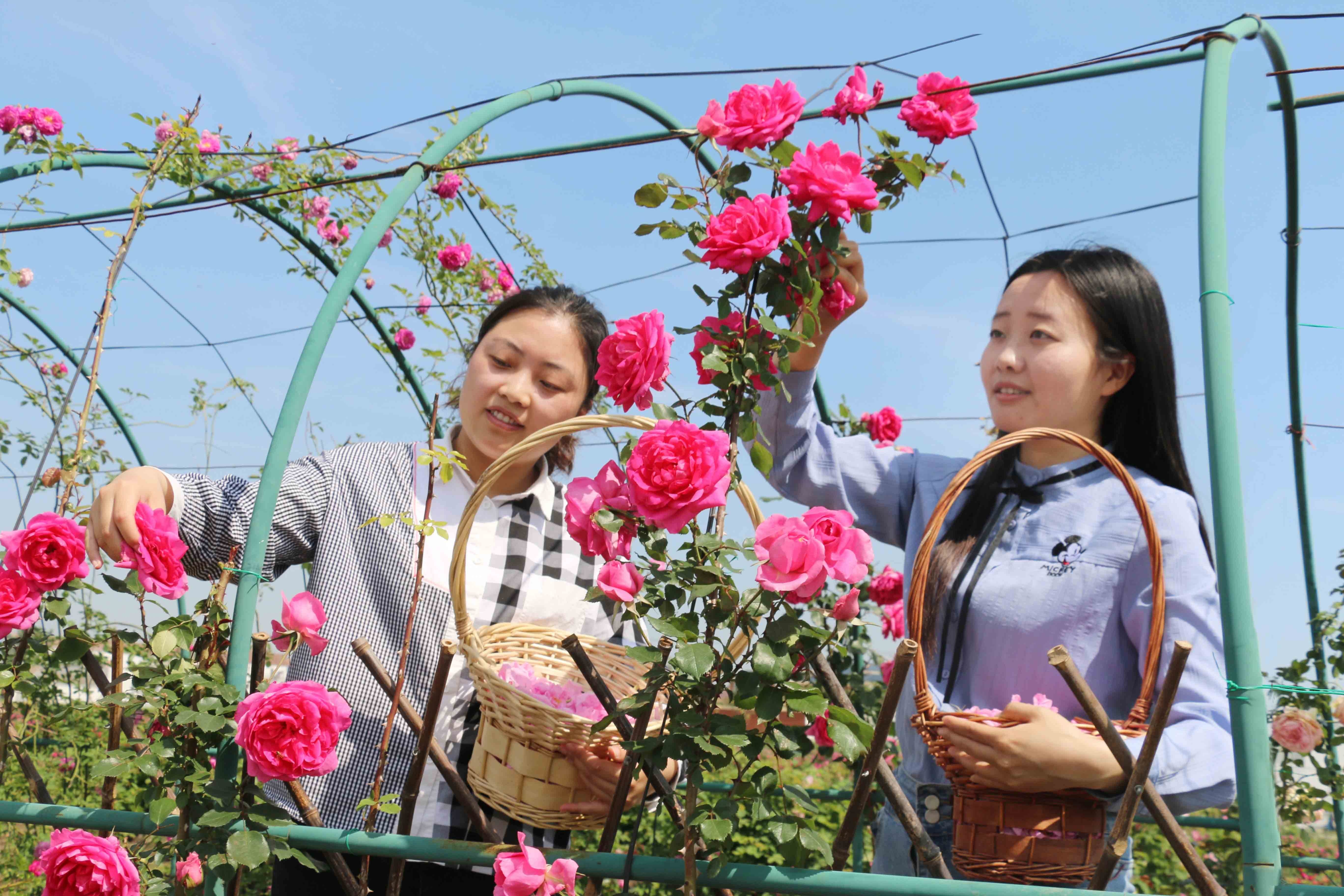 下车镇下车村，花农采收玫瑰花制作花茶