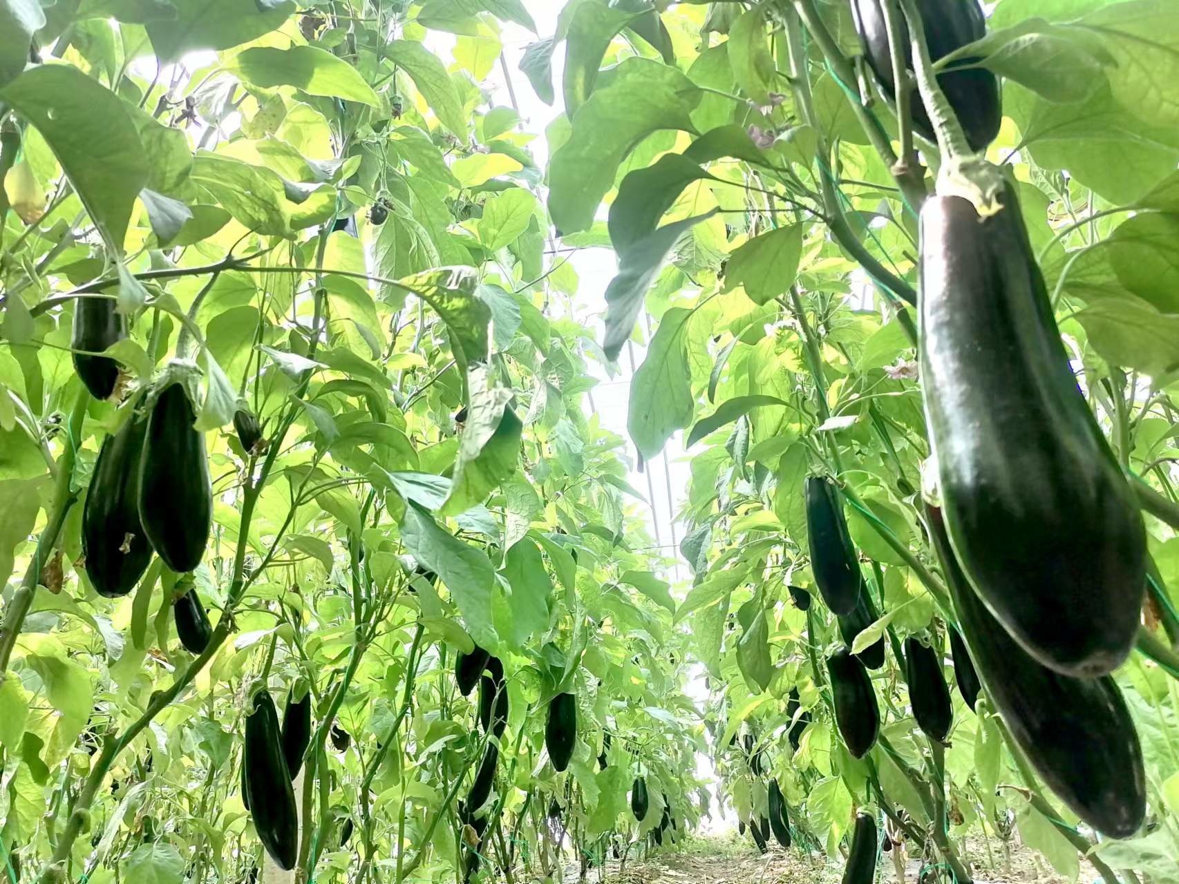 “树”上结出累累硕果