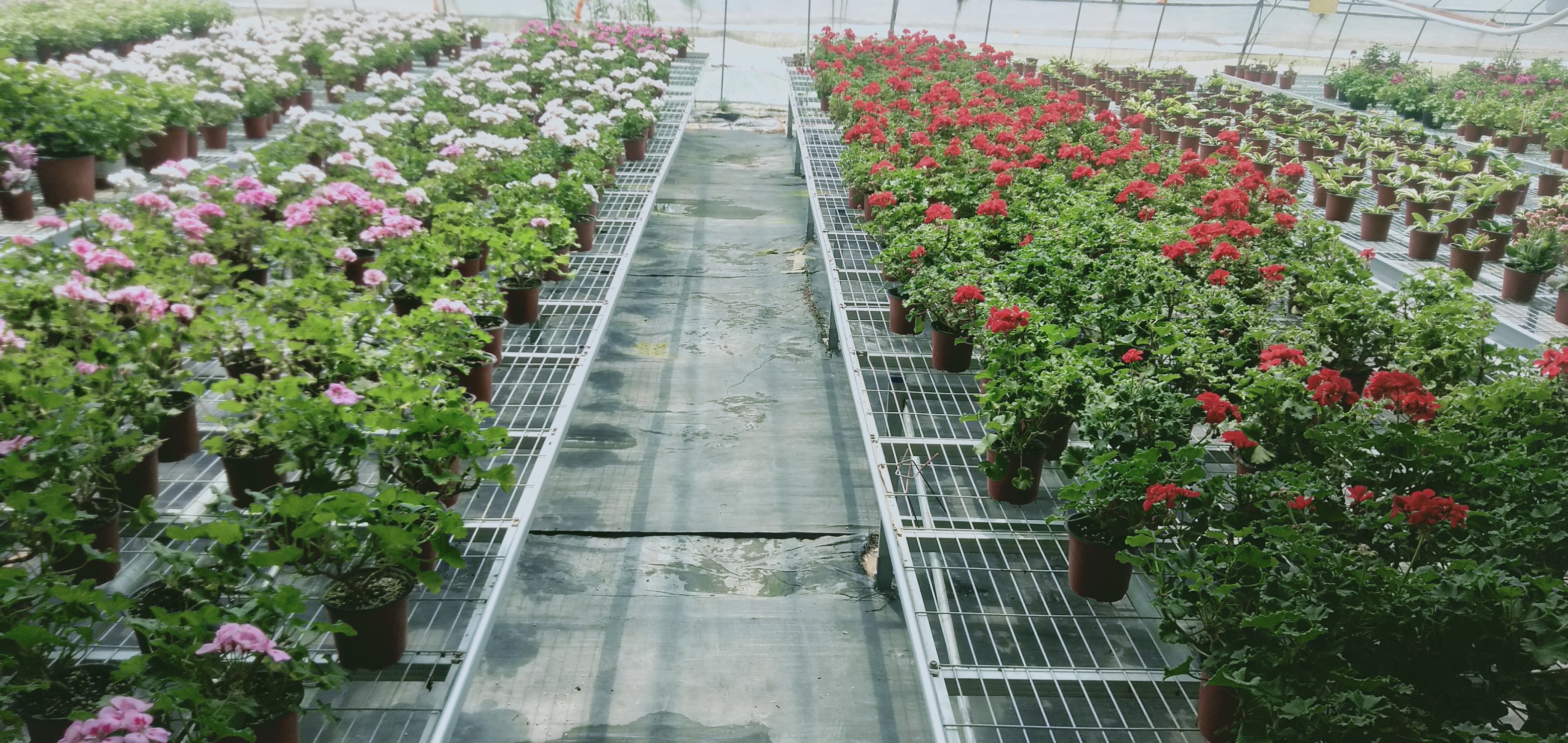 盆栽花