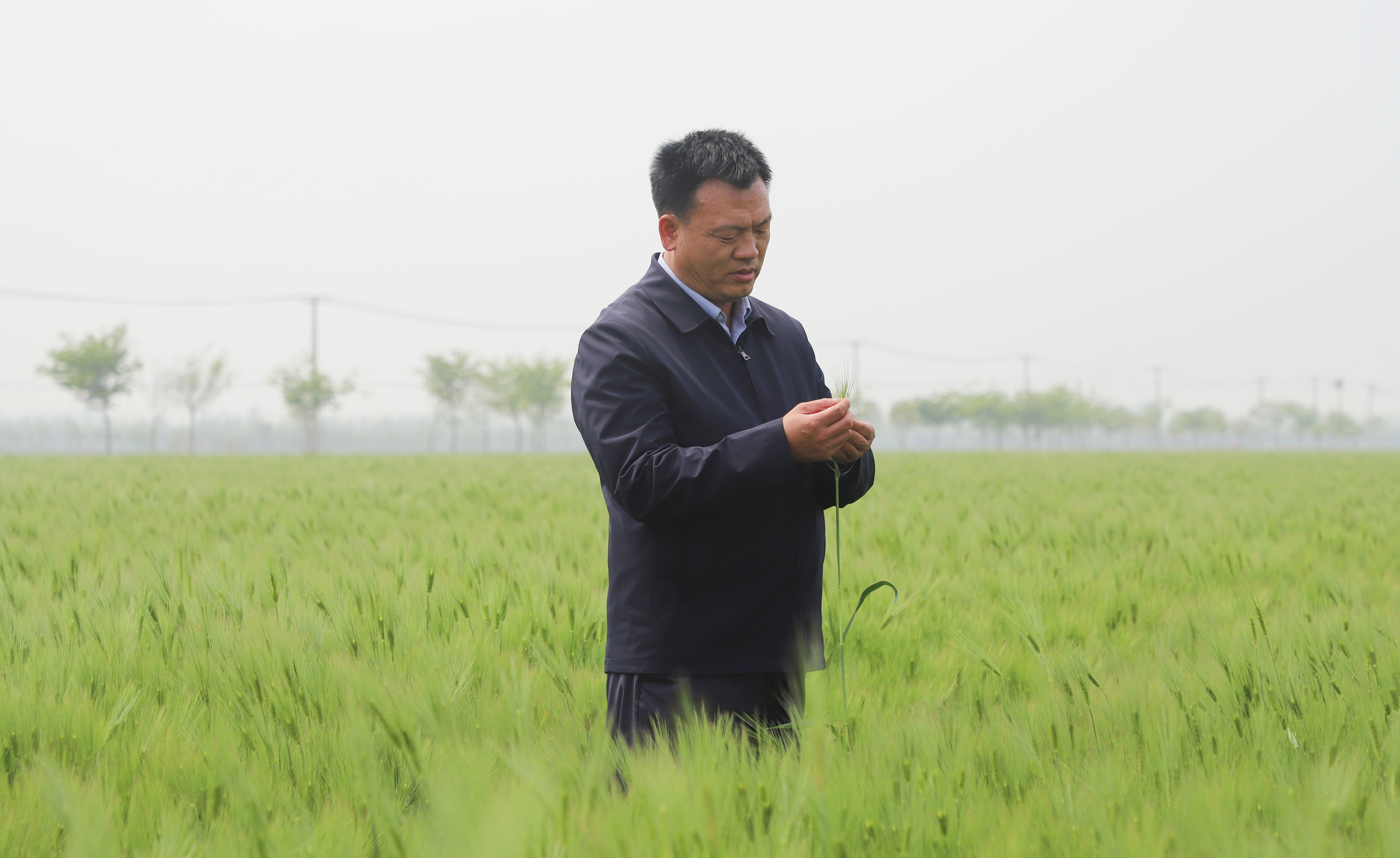 沭阳县青伊湖农场种粮大户滕云飞