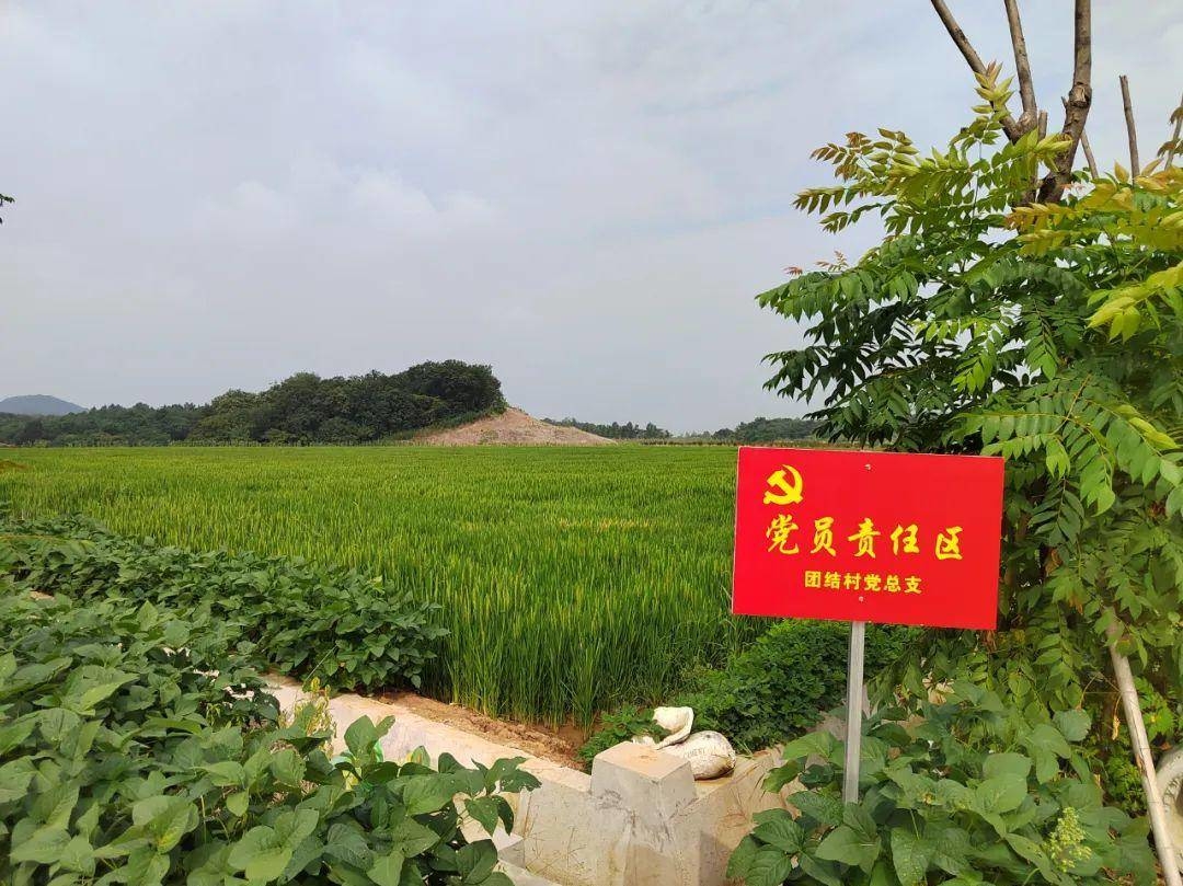 变为农田种上粮食的团结砂矿。南京市规划资源局六合分局供图