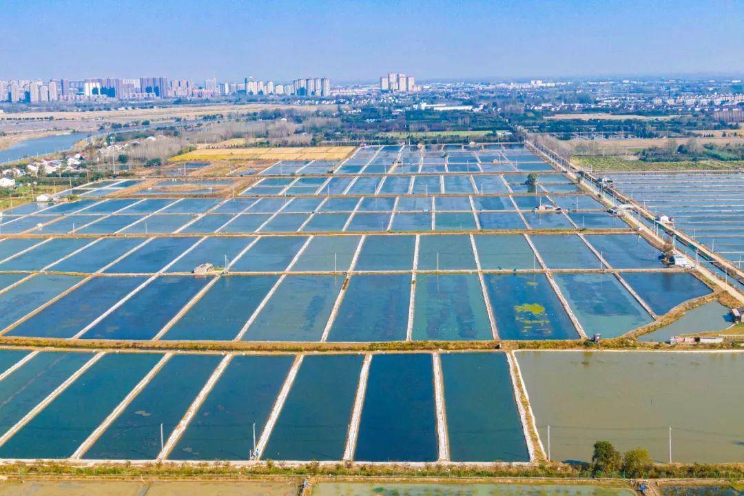 在永宁街道，近四千亩虾塘星罗棋布。通讯员 傅文婷 南京日报/紫金山新闻记者 鲁舒婷 摄