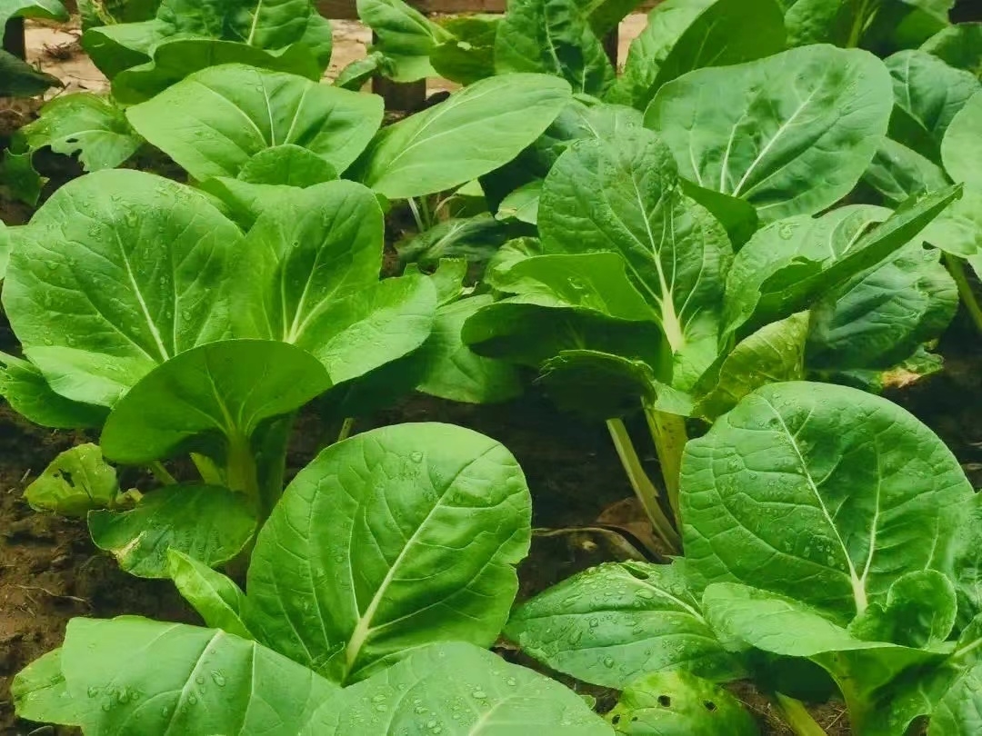 齐武路小学青菜种植