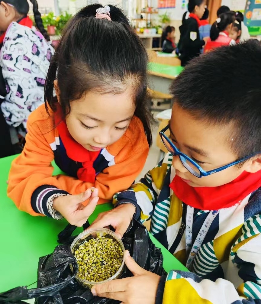 江宁区空港小学培育豆芽