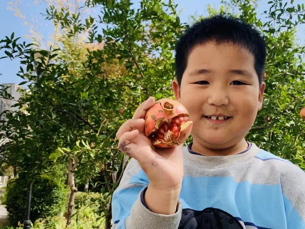 清润小学学生采摘石榴