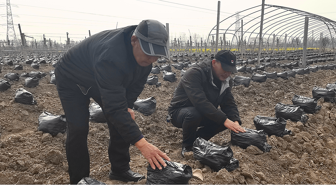 文明实践·时代新风︱老村长直播引领特色产业致富