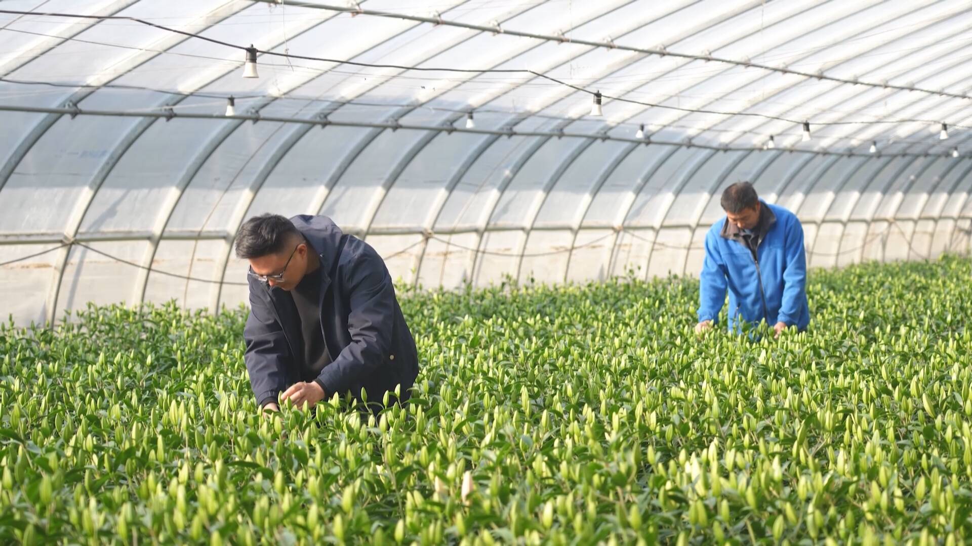 科技赋能 智慧大棚孕育“致富花”